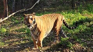Sepahijala Wildlife Sanctuary